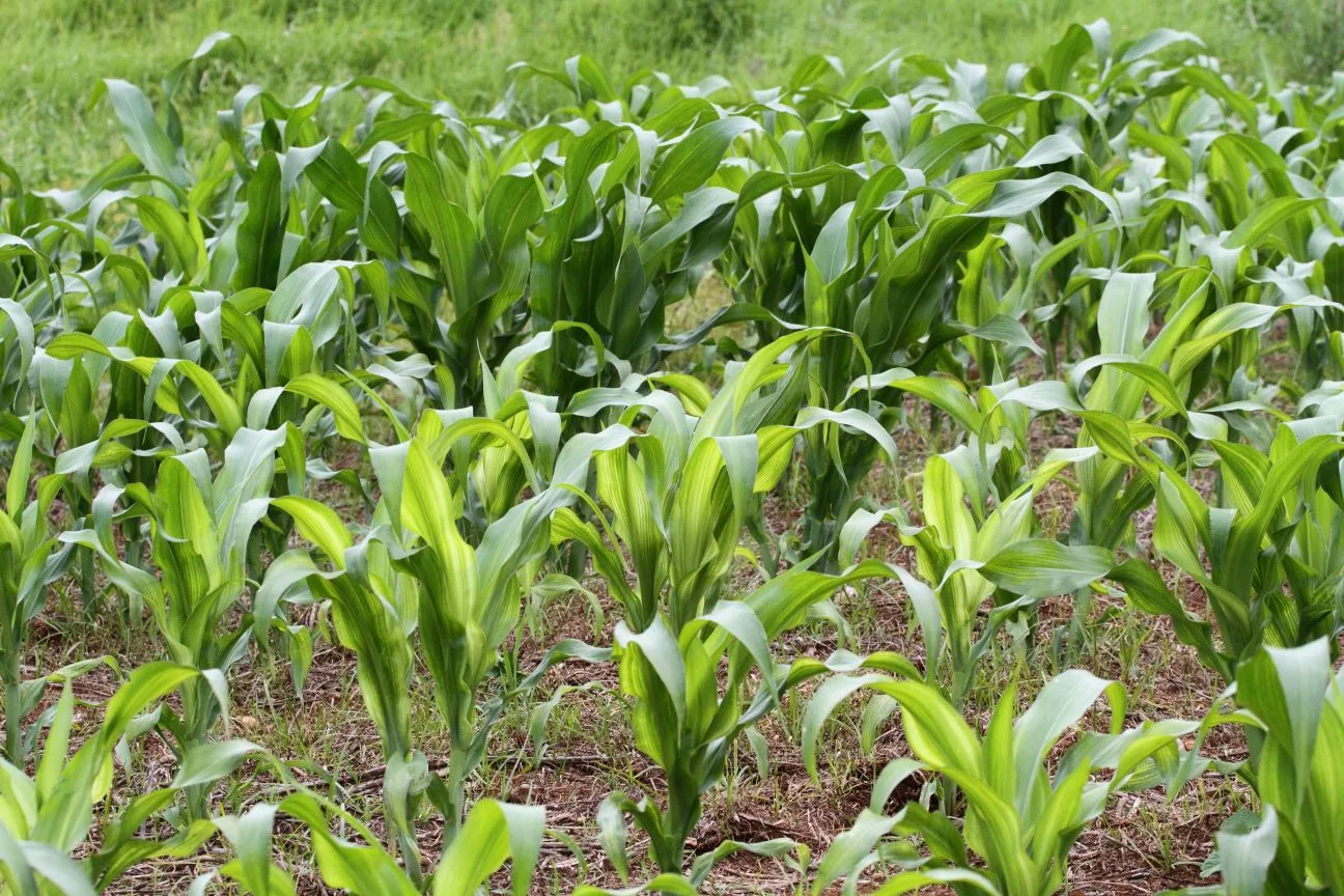 corn-zn-def