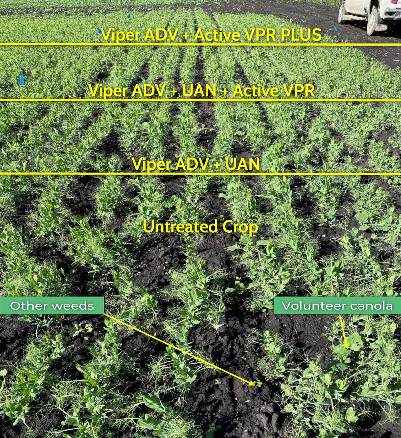 Trial to determine how each agrochemical mixture effects herbicide efficacy and crop herbicide stress. All treated plots had 100% control over weeds while peas treated with Active VPR or Active VPR PLUS showed signs of improved plant growth.