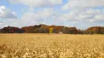 autumn farm