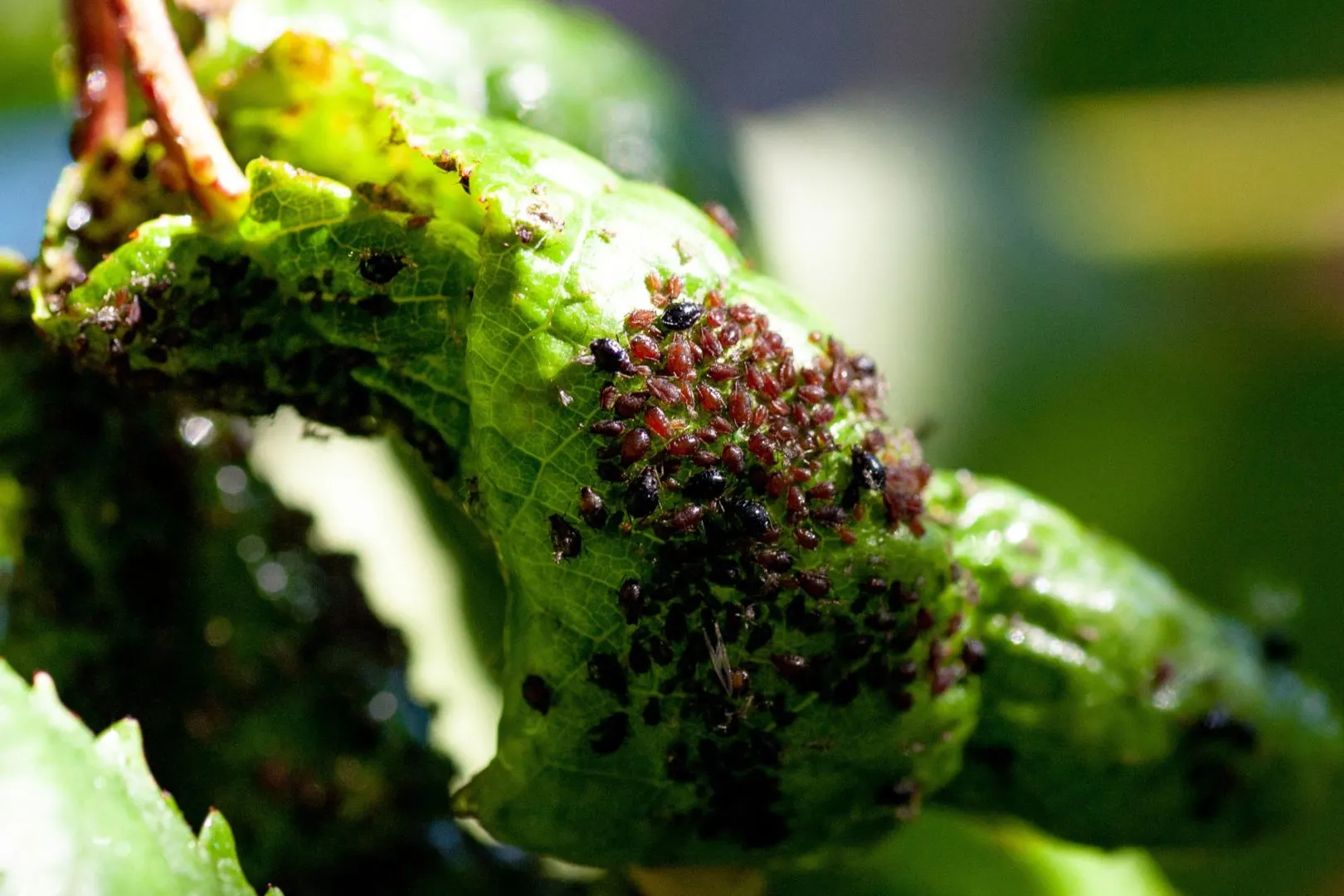 Swarm of aphids on a leaf.