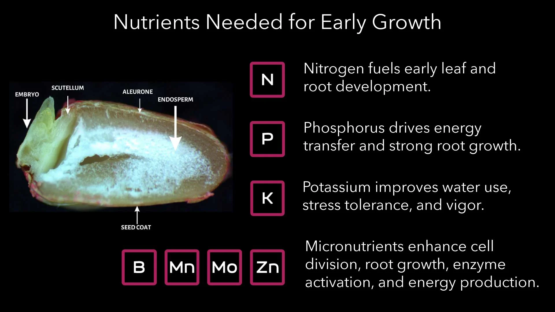 Nutrients Needed for Early Growth
