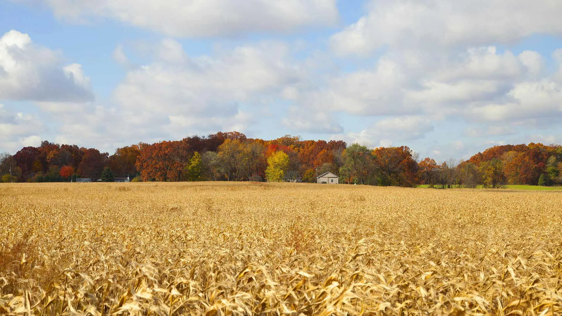 Autumn farm.