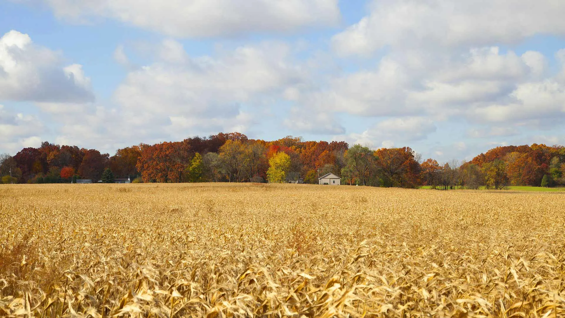 Autumn farm.