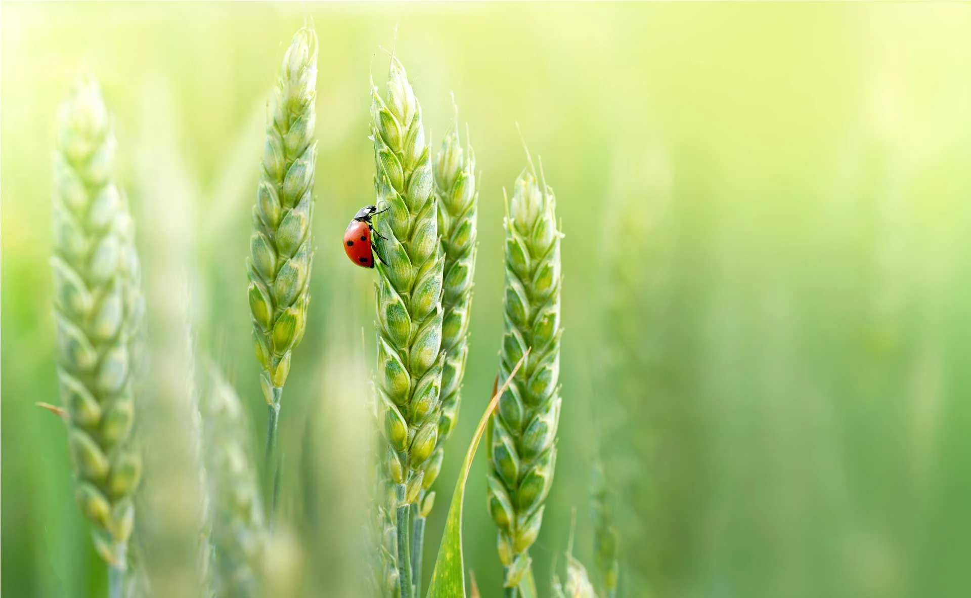 healthy wheat during grainfilling stage