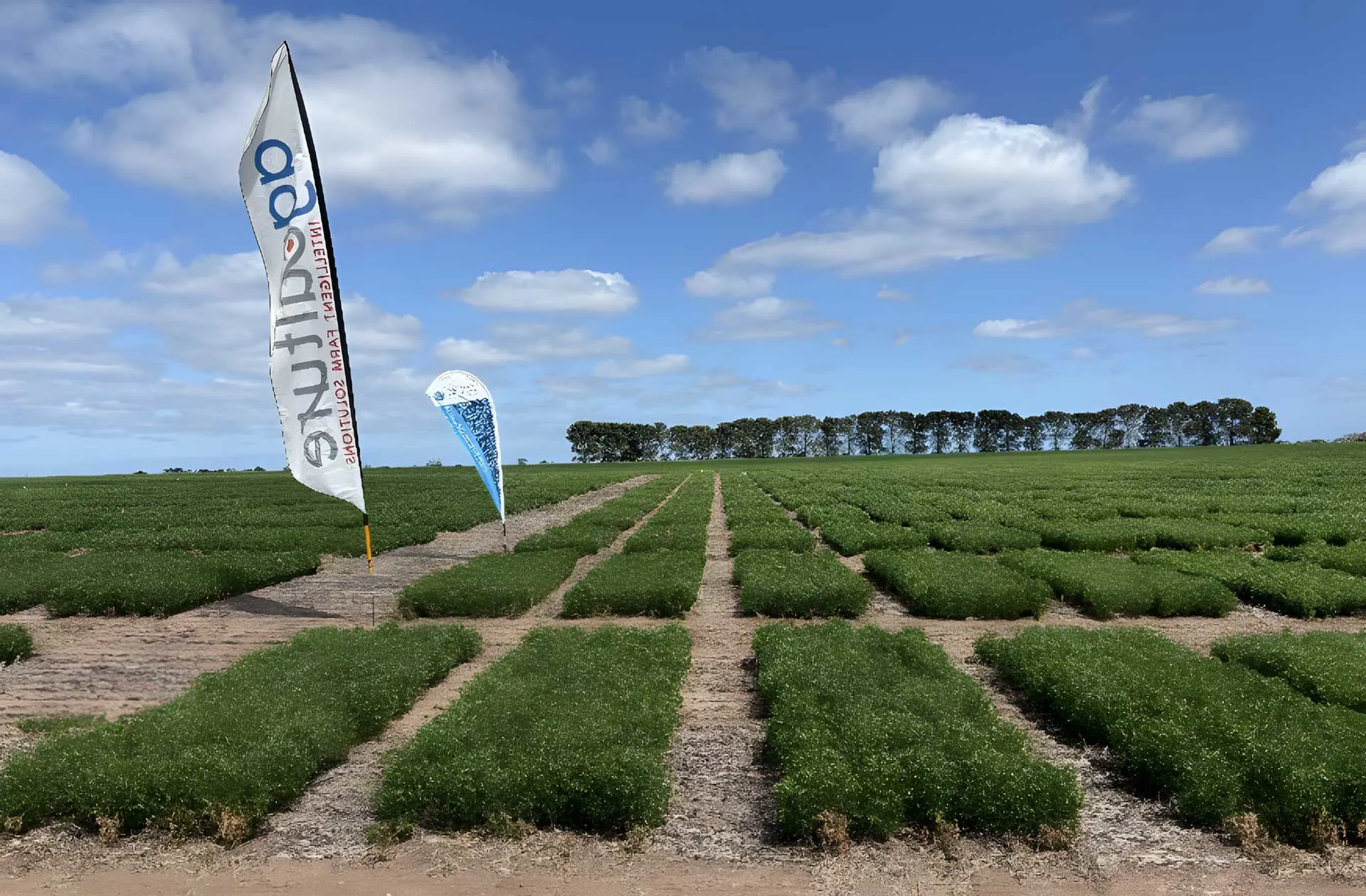 2025 trials australia lentils