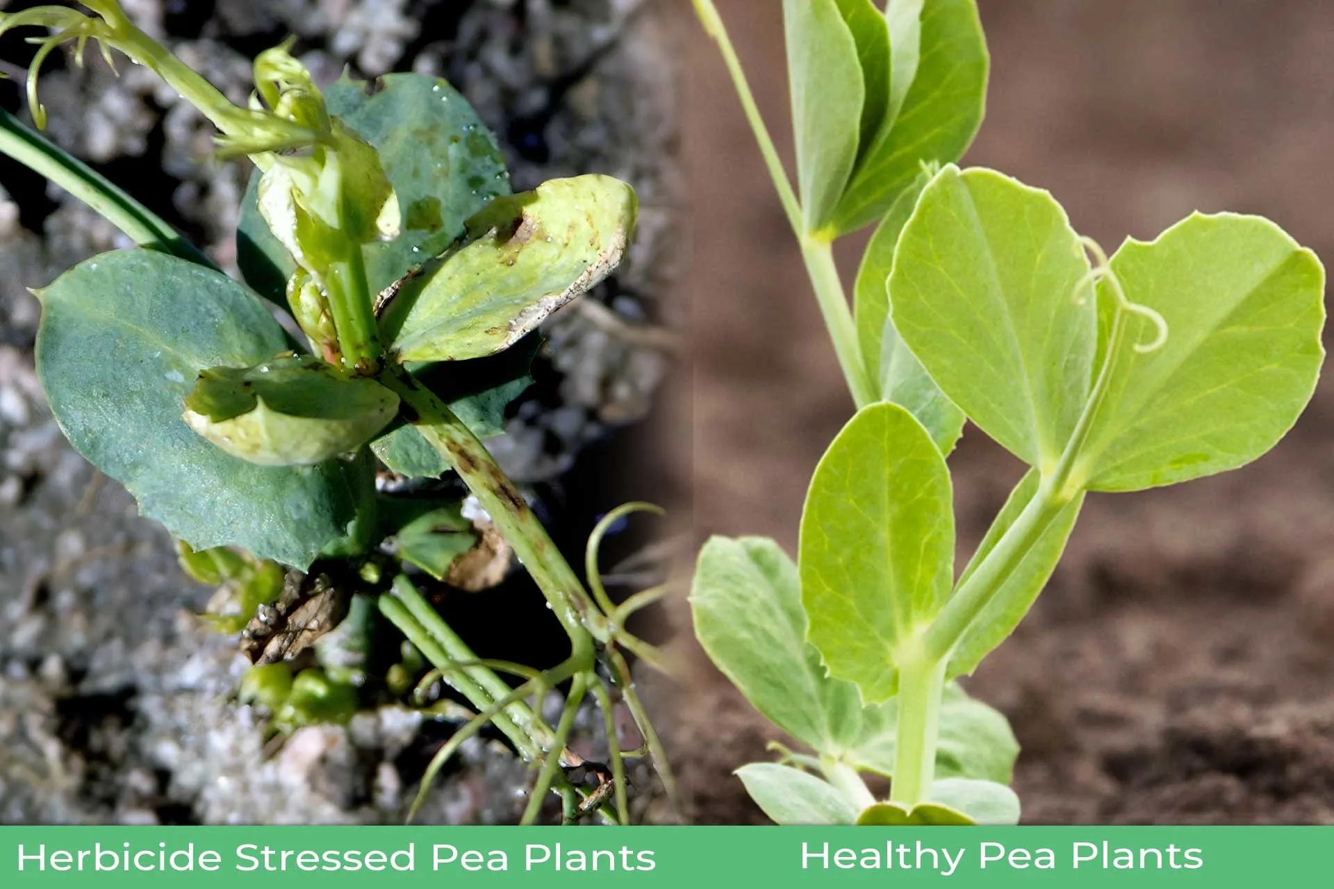 Field peas with herbicide stress versus healthy peas.