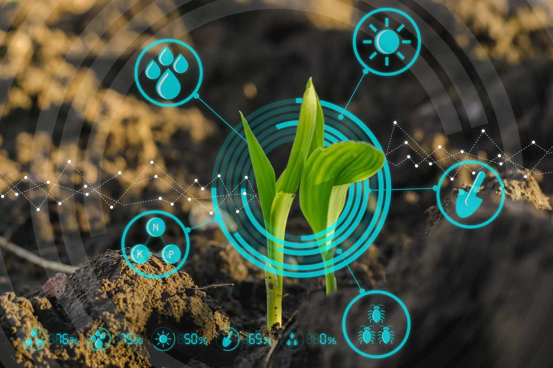 Depiction of the Biotic and Abiotic stresses that effect plants
