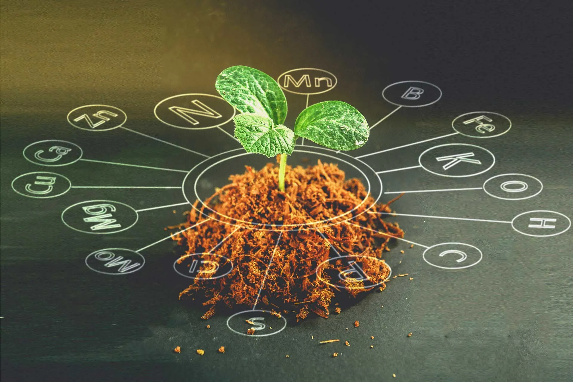 16 essential elements for plant growth.