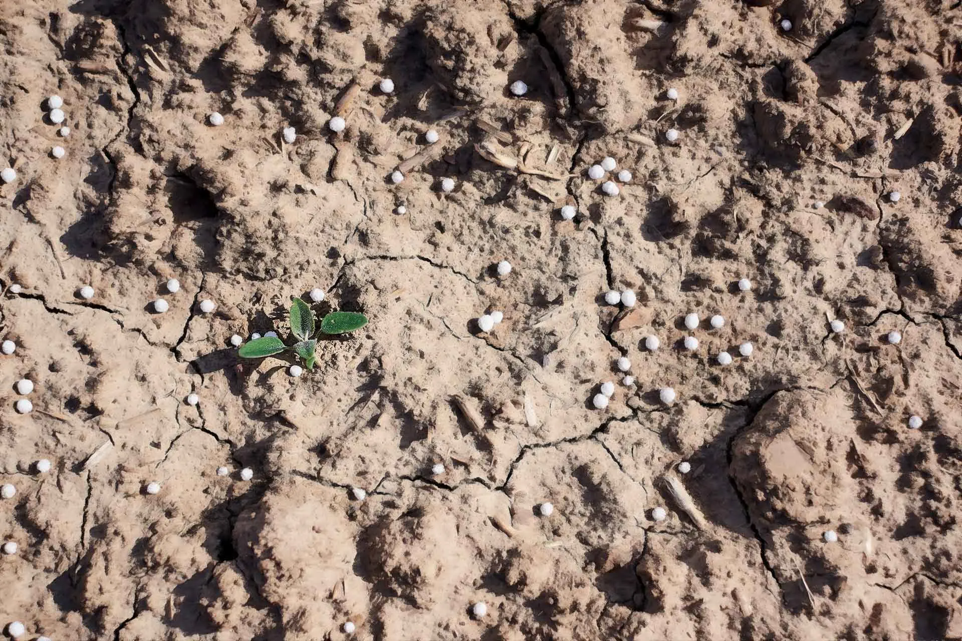 urea-fertilizer