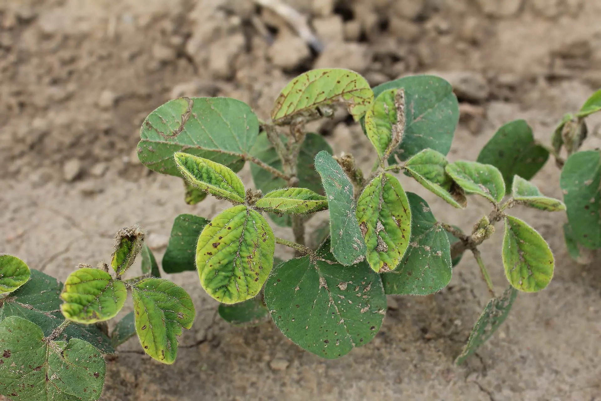 herbicide injury on soybean