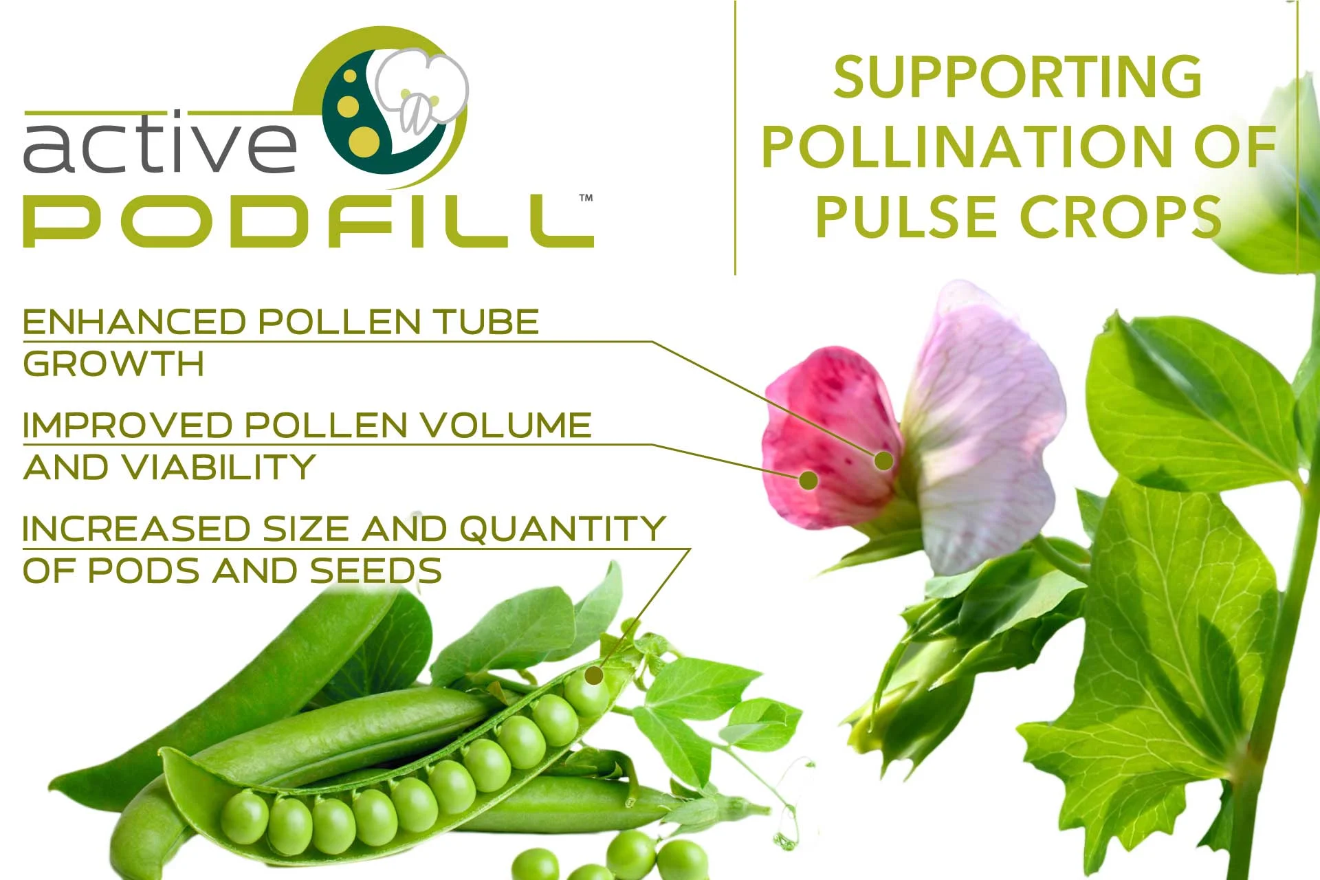 Active PodFILL benefits: Enhanced pollen tube growth, improved pollen volume and viability, increased size and quantity of pods and seeds all work towards improving crop yield potential.