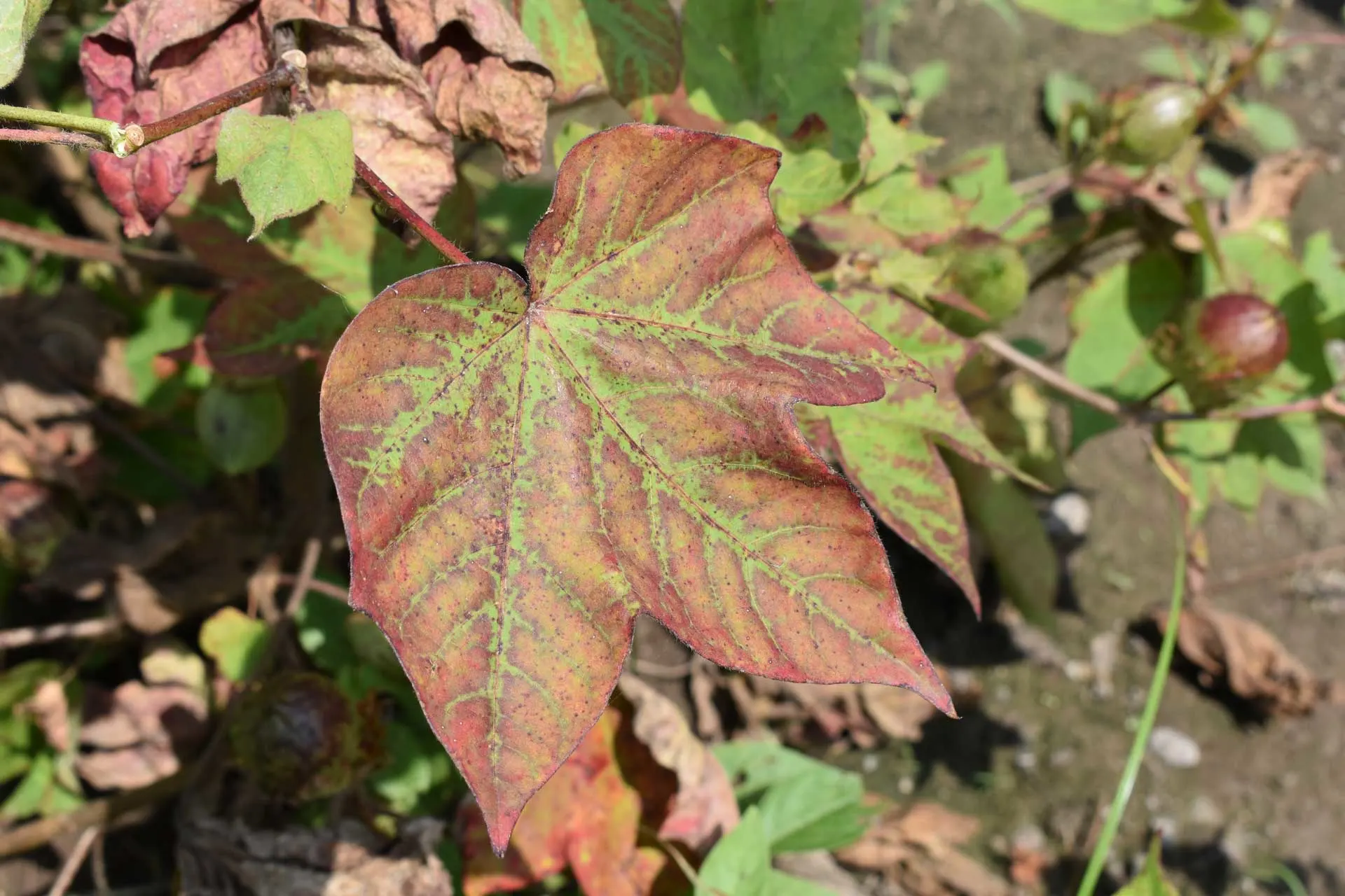 cotton leaf disease and nutritional deficiency