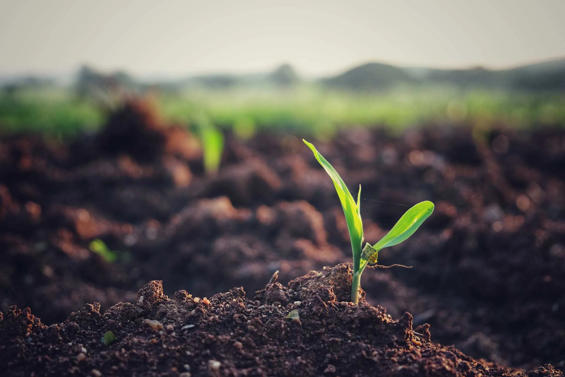 seedling-corn