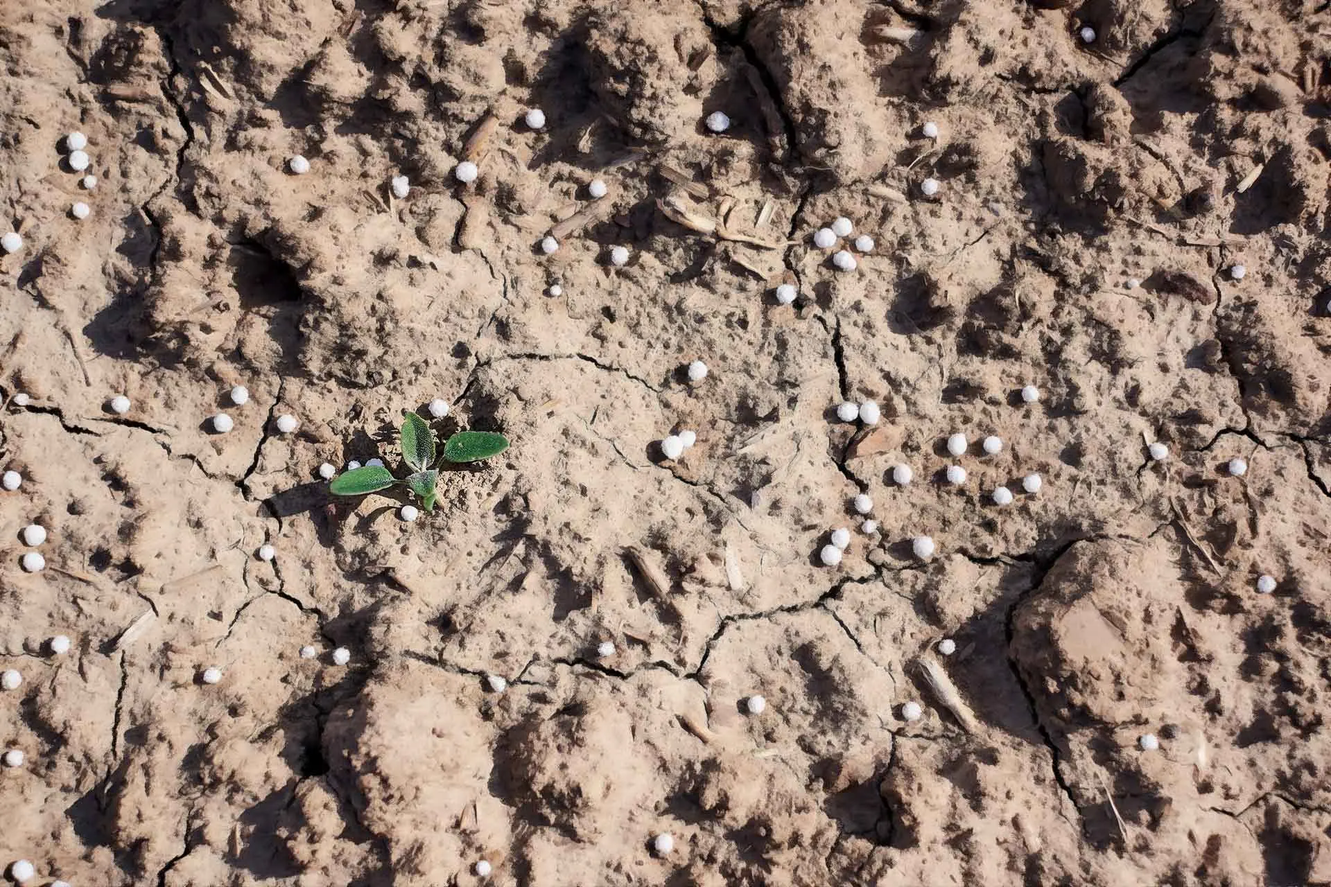The Best Nitrogen Stabilizers for Saving Fertilizer | Active AgriScience