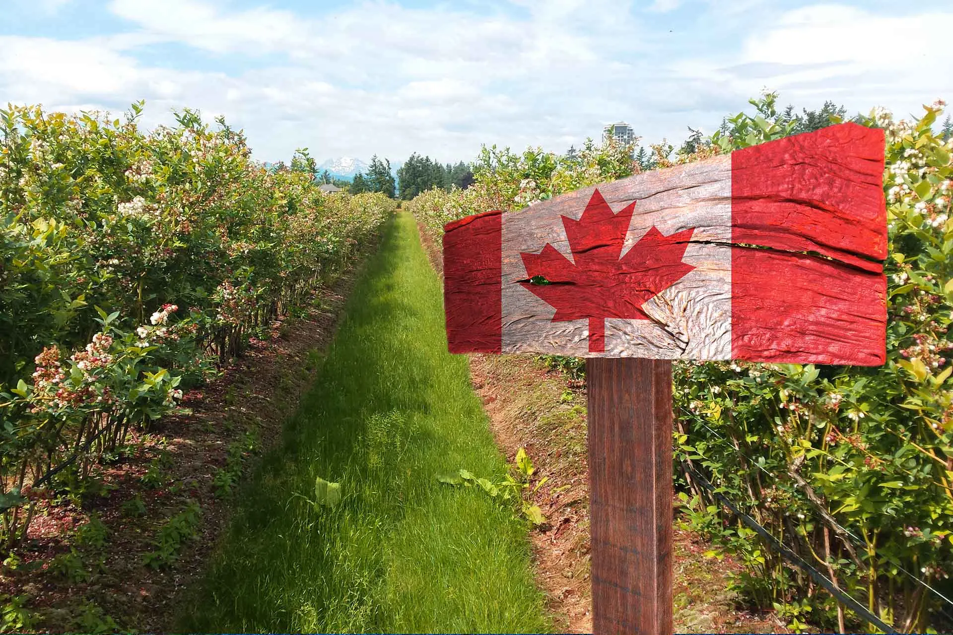 Canadian flag in a blueberry field.