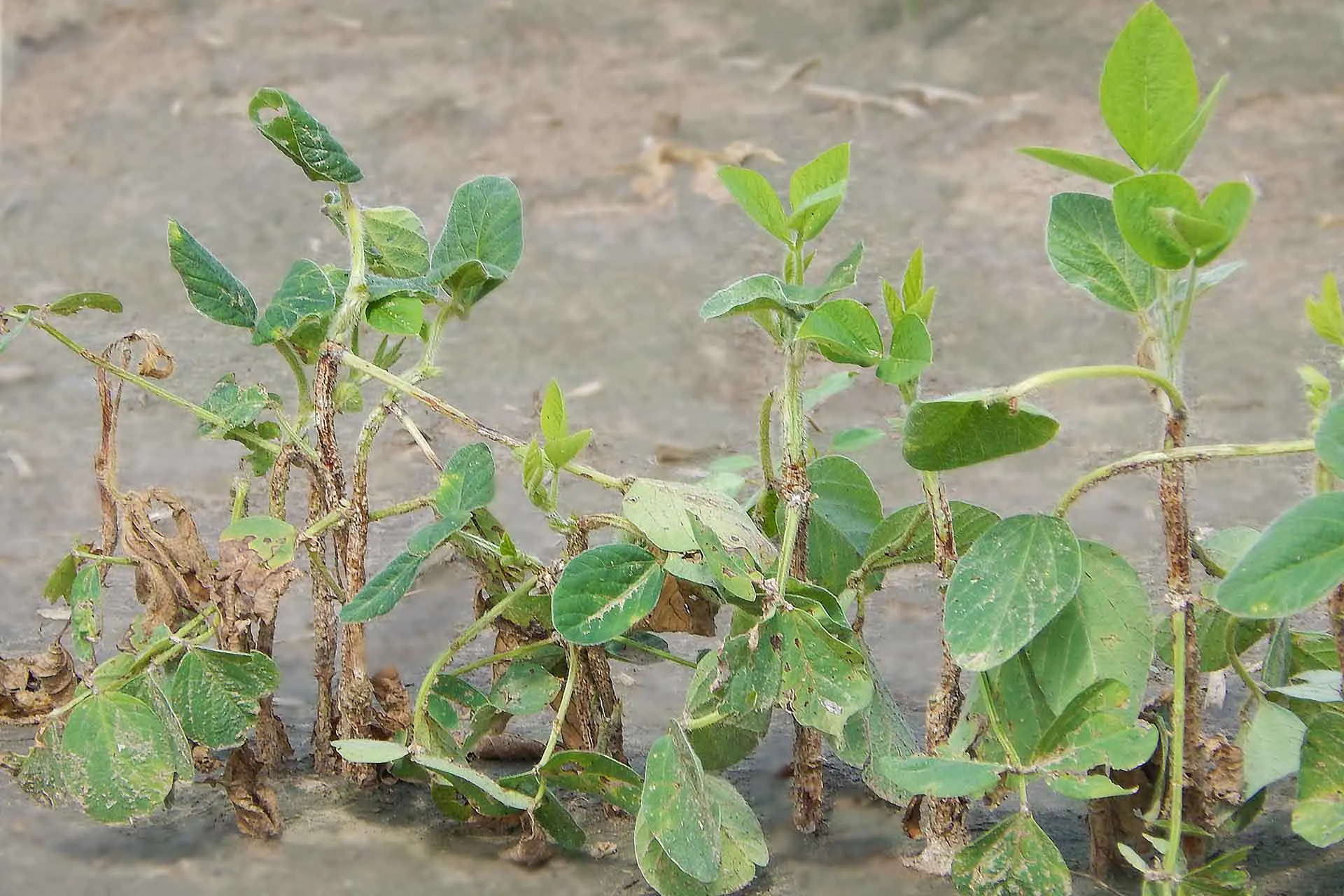 Soybean herbicide injury.