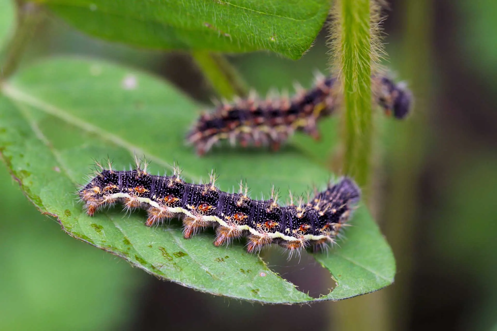 Caterpillar pests eating plant leaves.