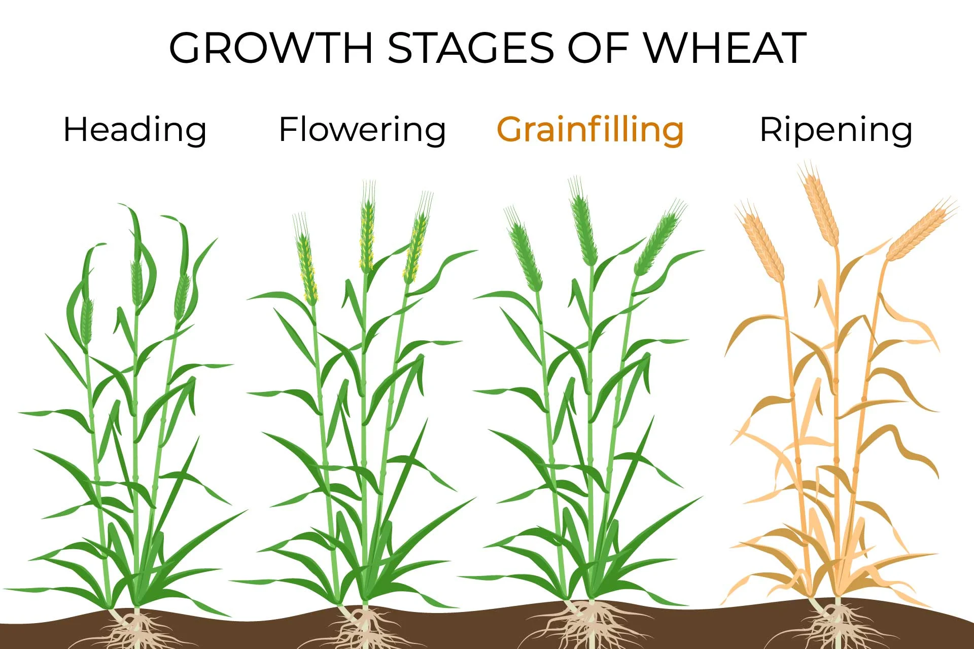 growth stages of wheat