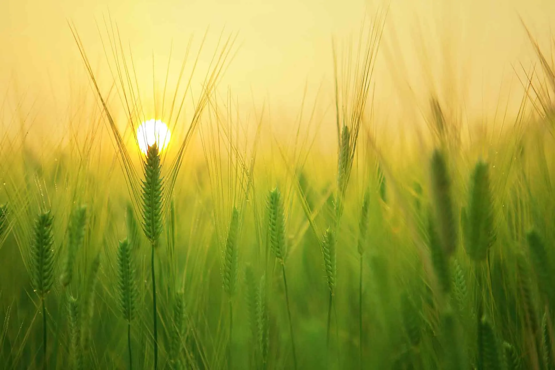 wheat field sunrise