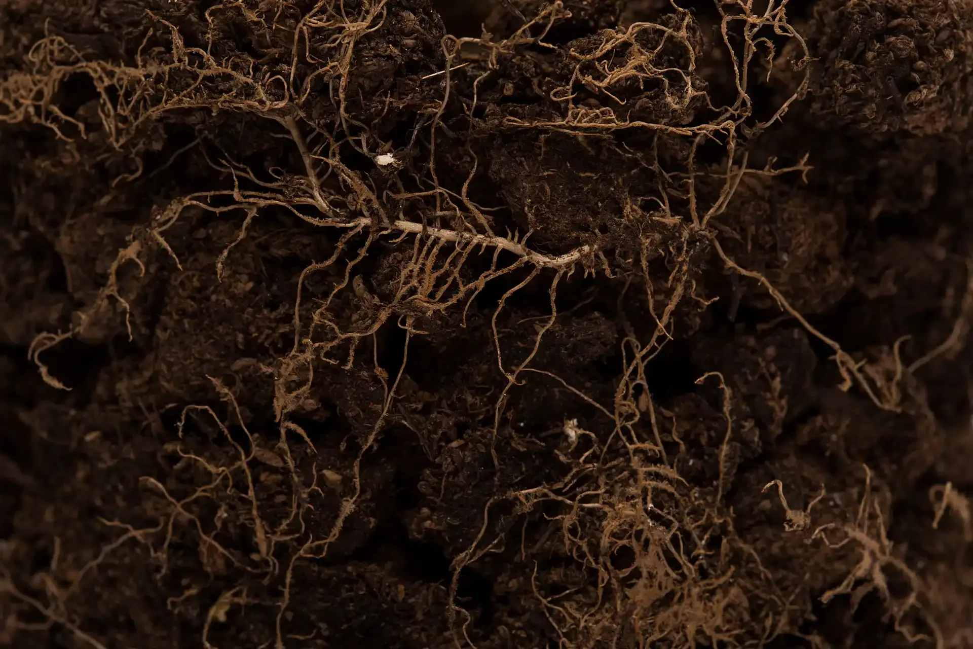 roots in soil background