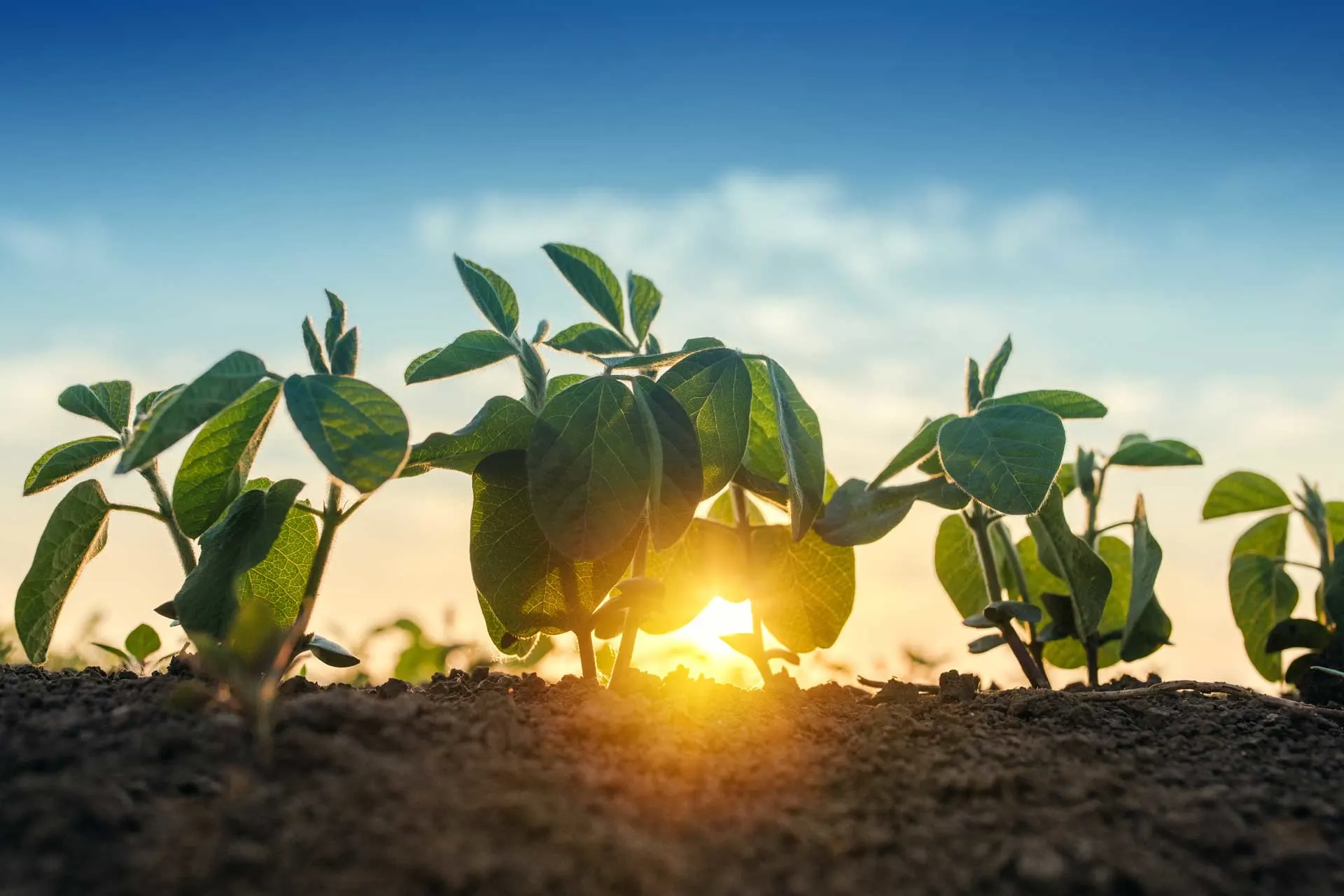 plants in the sunset