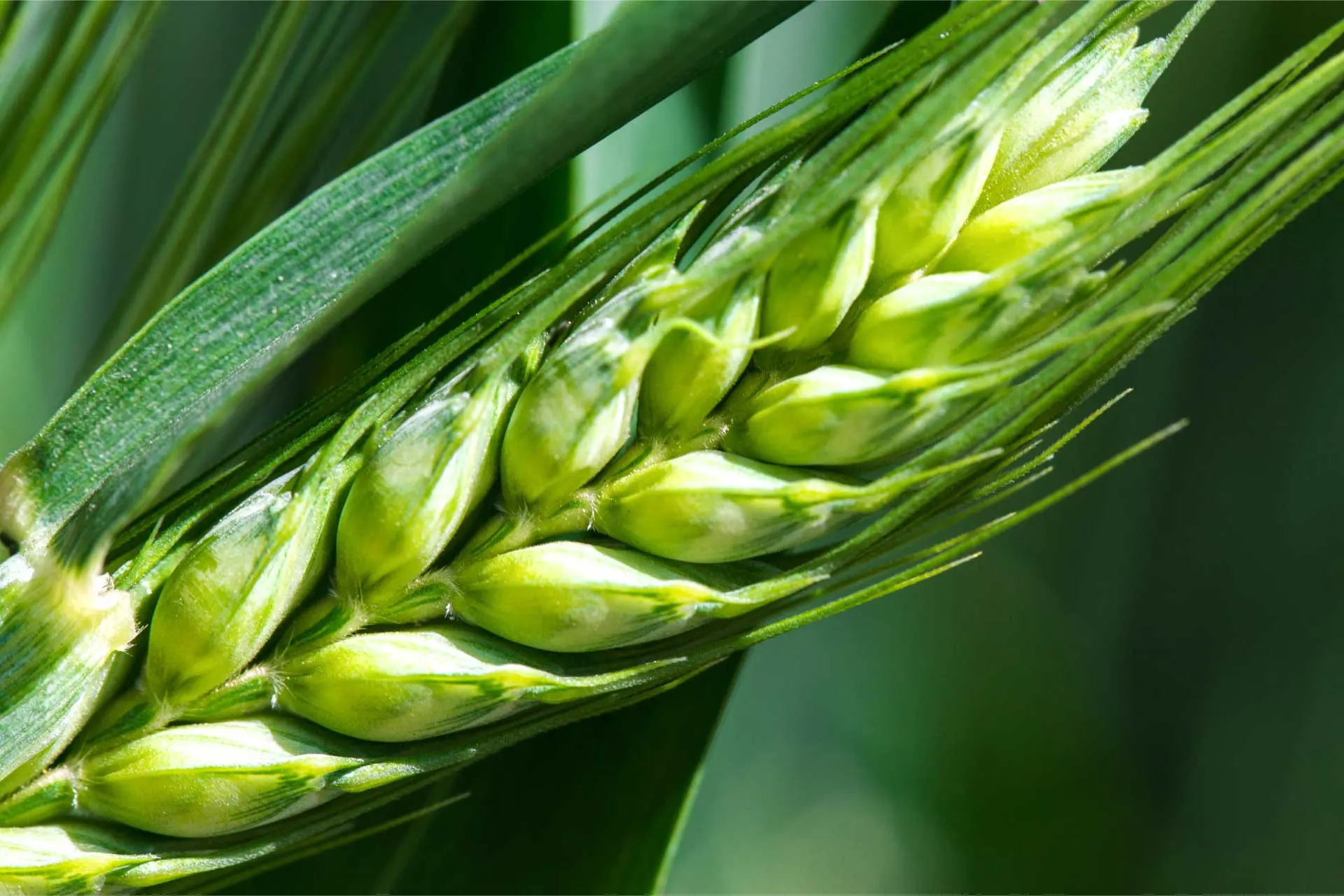 healthy wheat grainfilling stage