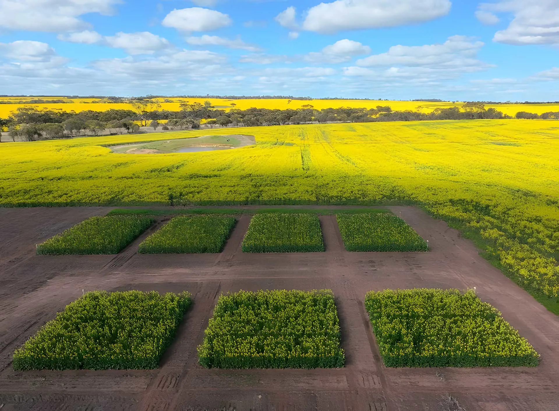 2025 trials australia canola
