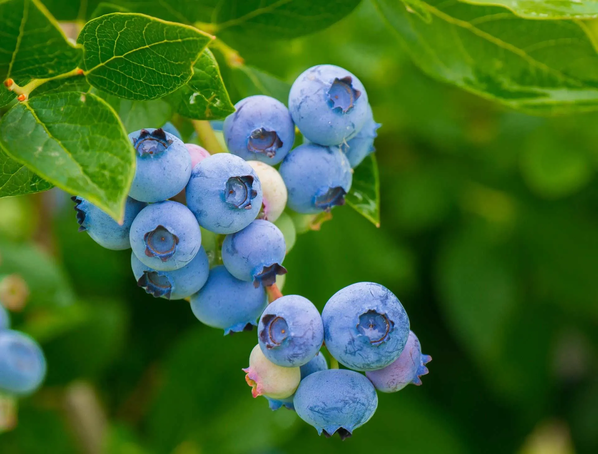 Close up blueberry plant.