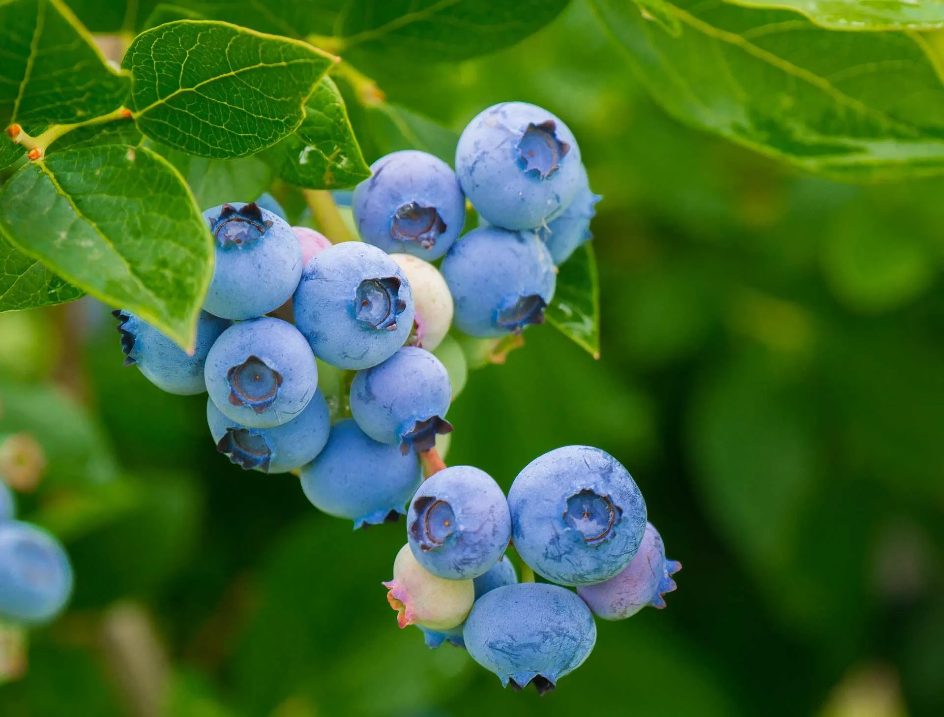Close up blueberry plant.