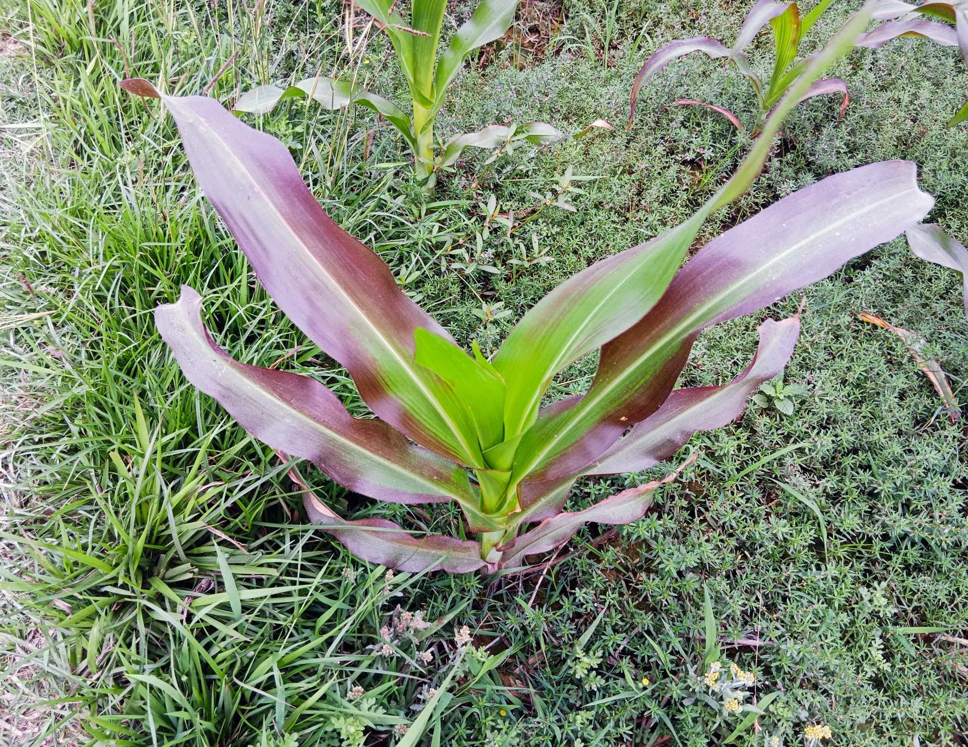 Phosphorus deficiency in sorghum