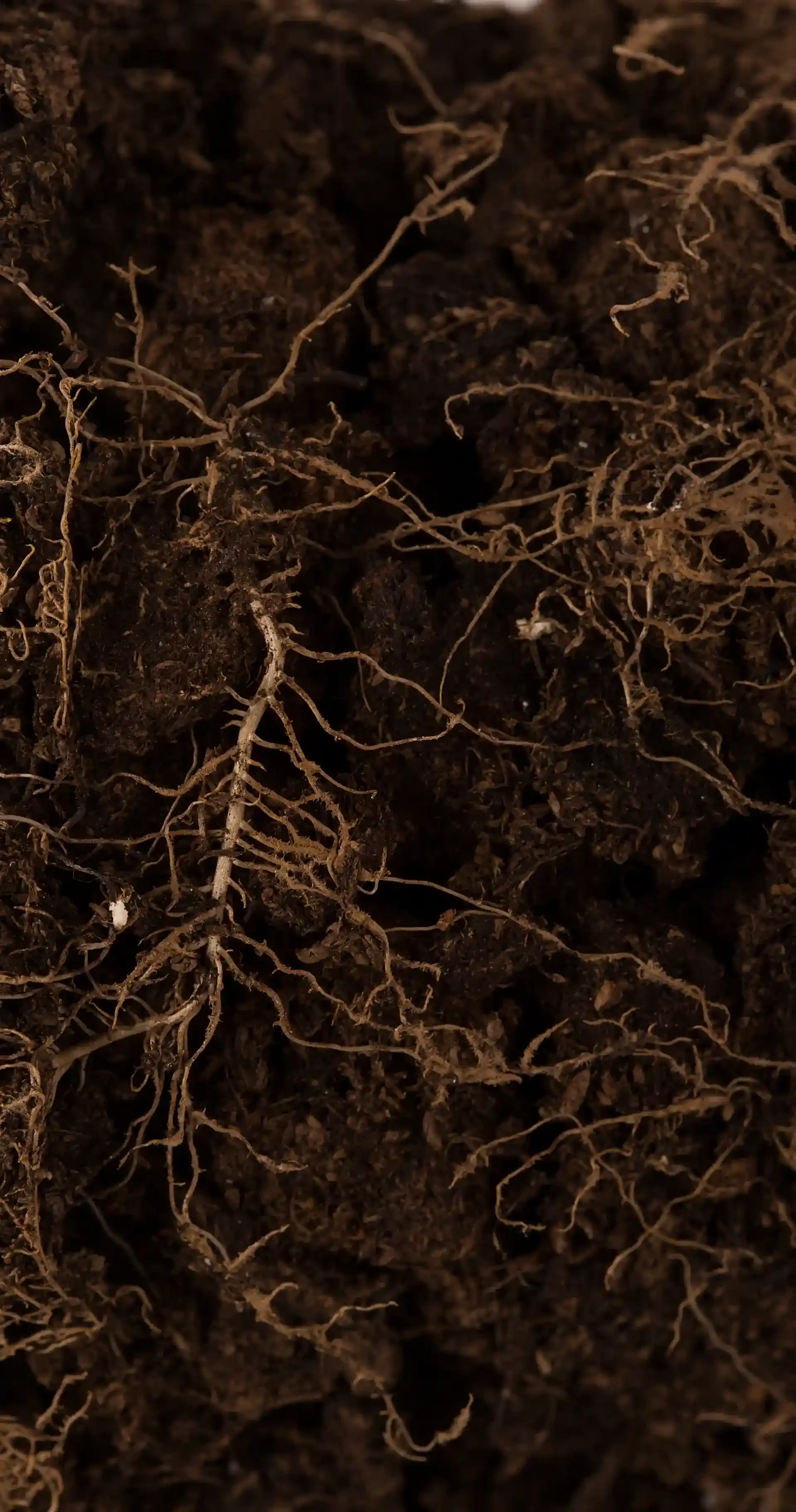 roots-background-long