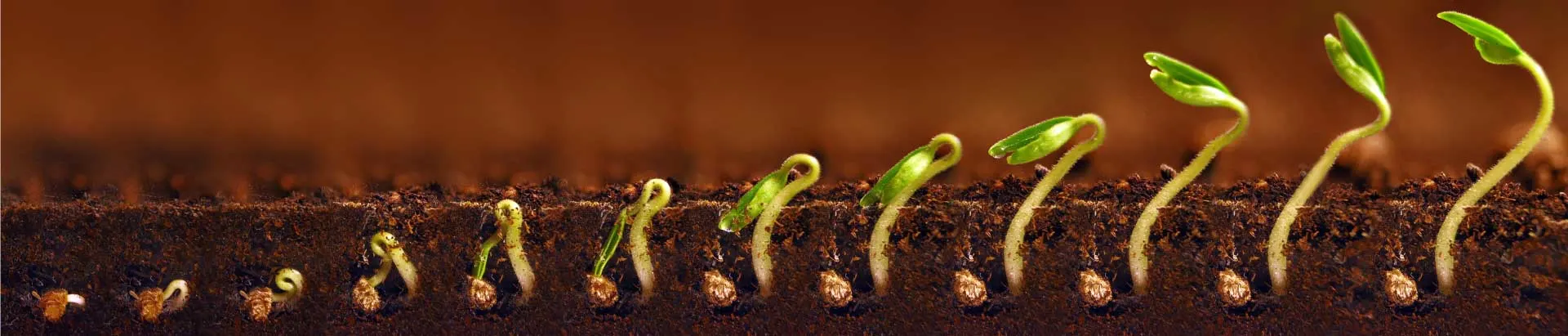 from seed to seedling, stages of seedling growth.