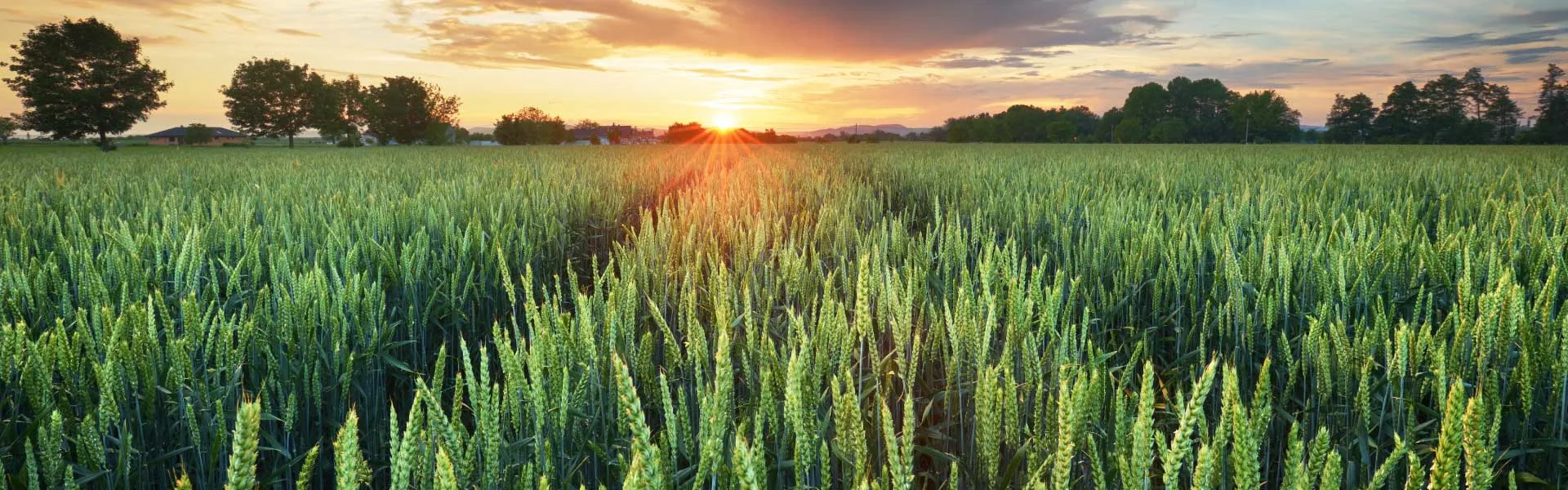 grain-filling-wheat-field