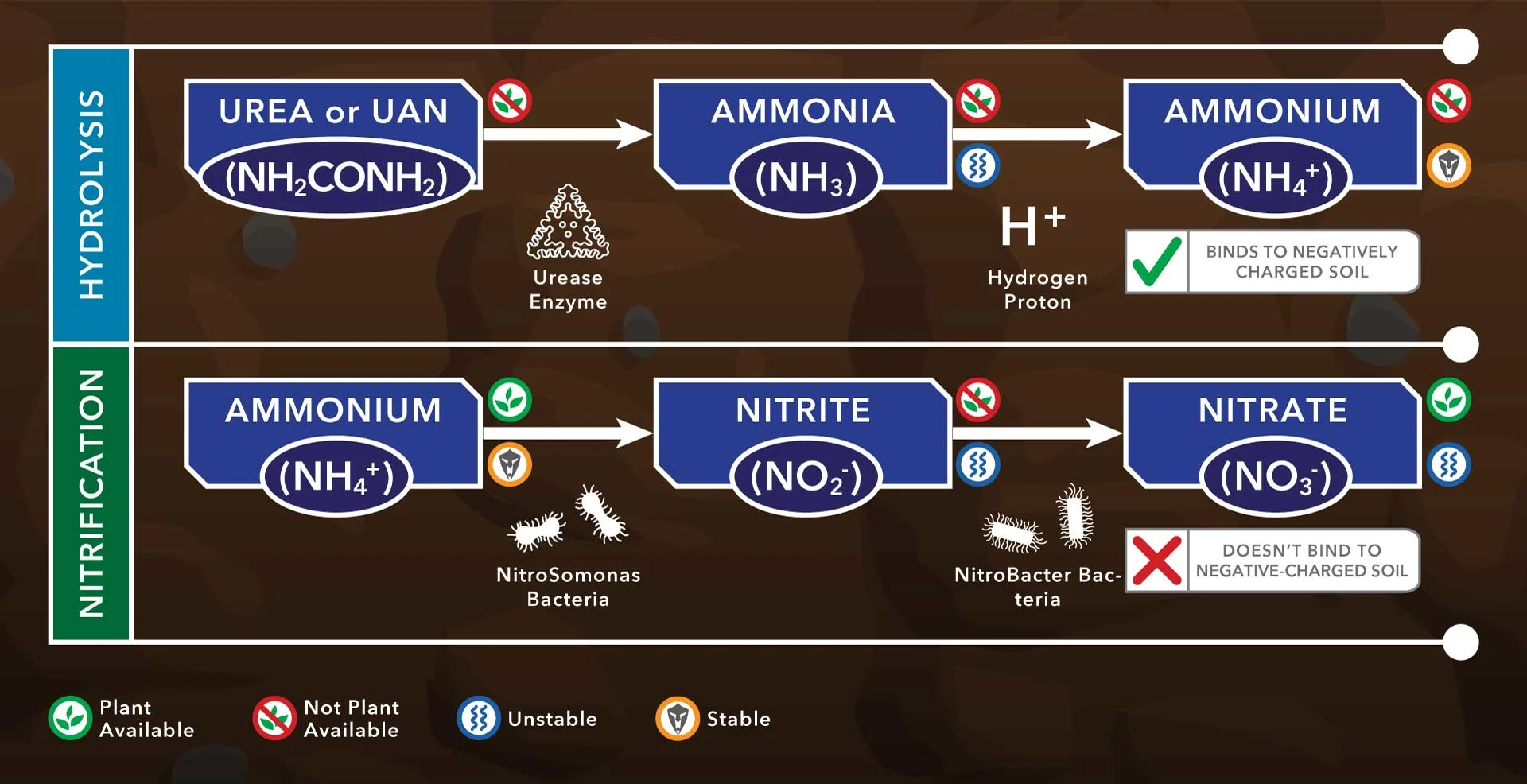 The process nitrogen loss from ammonia volatilisation (hydrolosis) and nitrification.