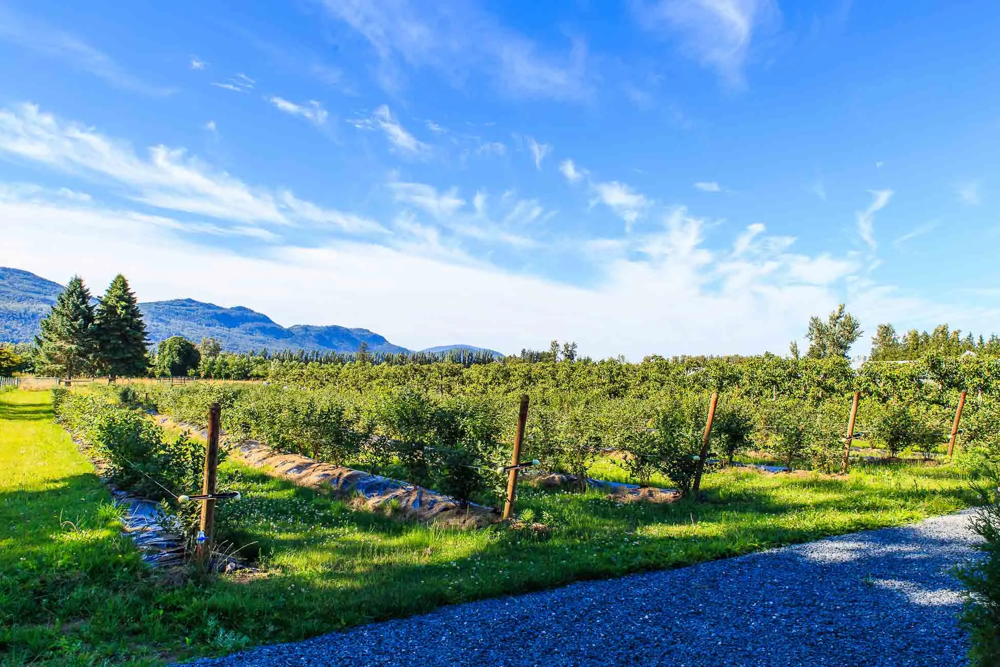 Blueberry farm.