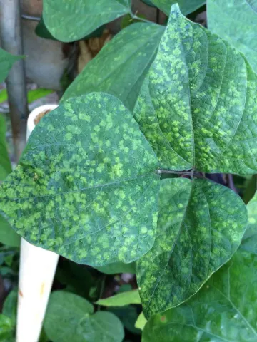Mosaic virus on legume leaf.