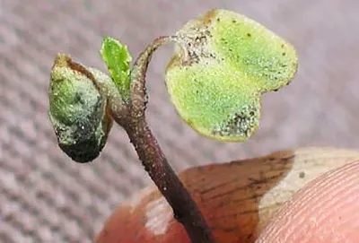 frost damage on canola seedling