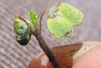 frost damage on canola seedling