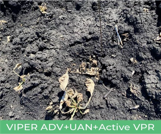 Weeds treated with Viper ADV + UAN + Active VPR
