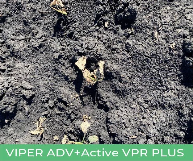 Weeds treated with Viper ADV + Active VPR PLUS