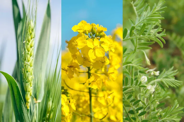 crops
