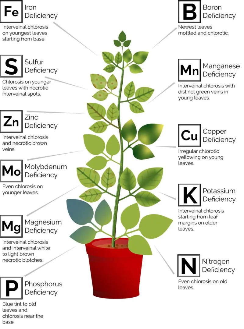 Soybean nutritional deficiency chart.