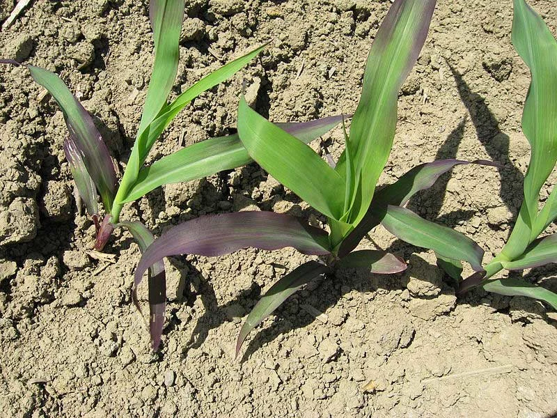 Phosphorus deficiency in Corn عمرو بن كلثوم / CC BY-SA (https://creativecommons.org/licenses/by-sa/2.5) Phosphorus deficiency in Corn
عمرو بن كلثوم / CC BY-SA (https://creativecommons.org/licenses/by-sa/2.5)