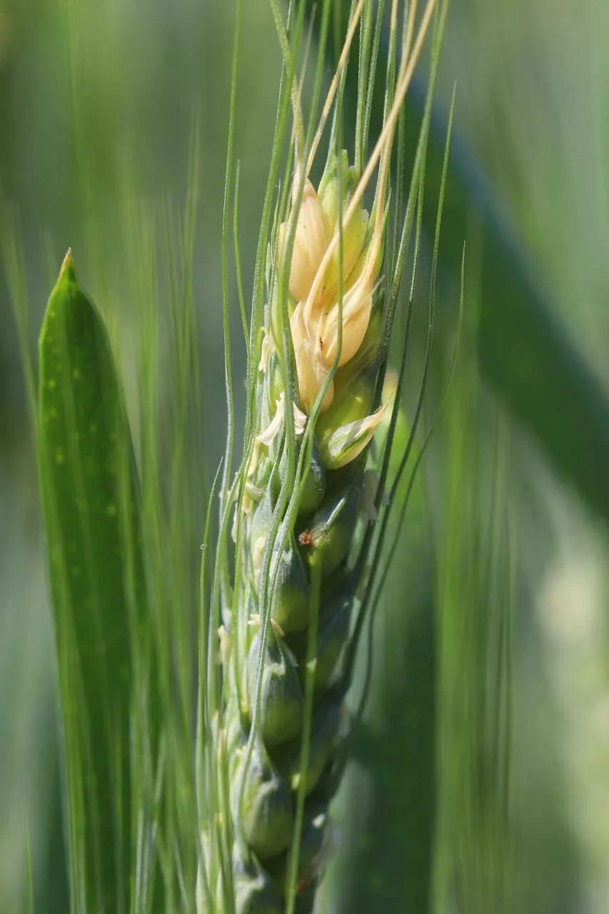 fusarium-head-blight-wheat