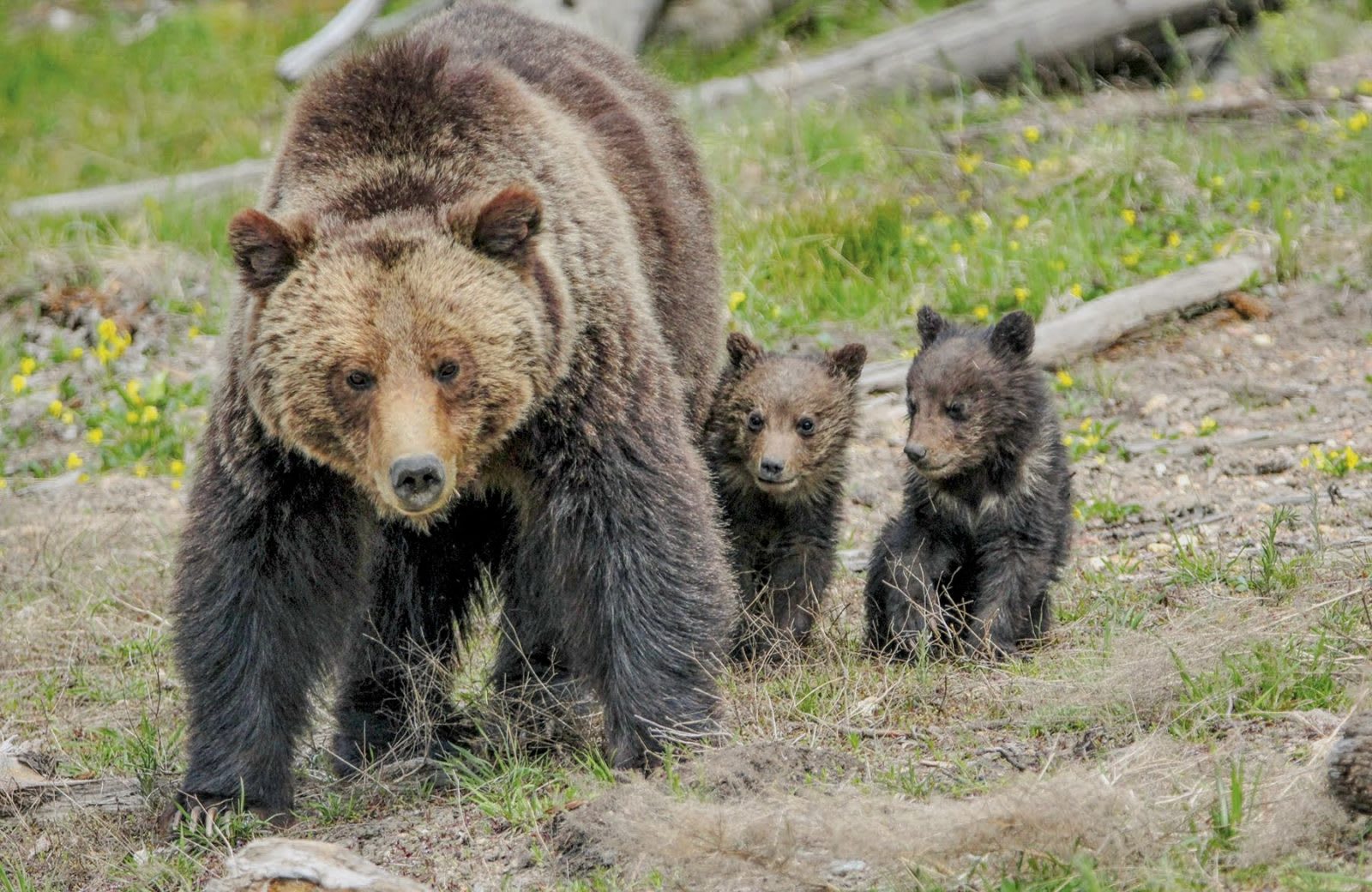Best Places for Your Yellowstone Photography Austin Adventures