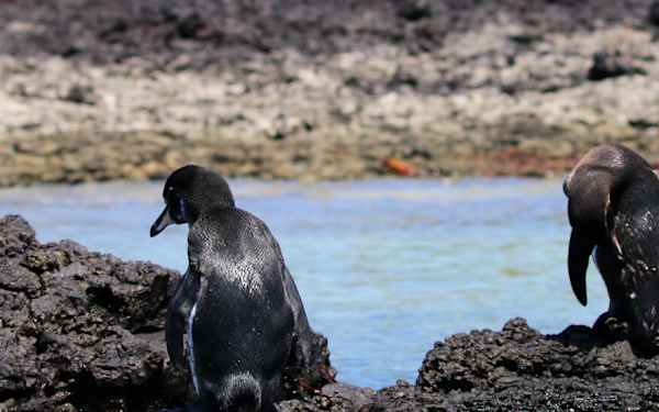 Galapagos Islands & Ecuador