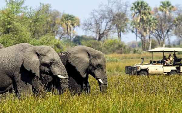 botswana-safari-elephants