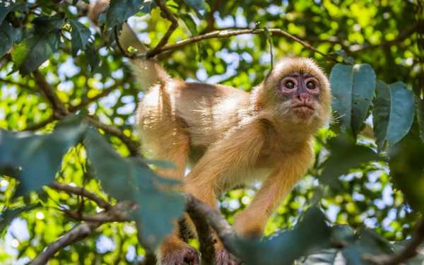 Monkey-in-the-Amazon-Rainforest