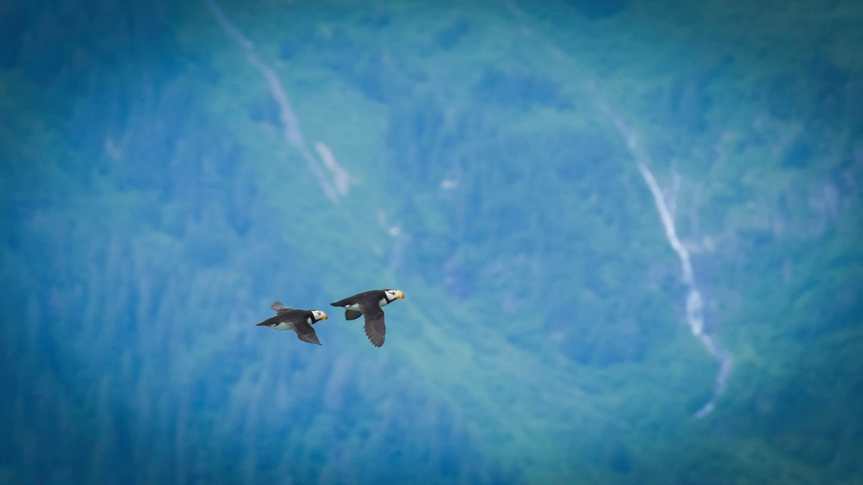 NorthAmerica-AK-KenaiFjords-Puffins