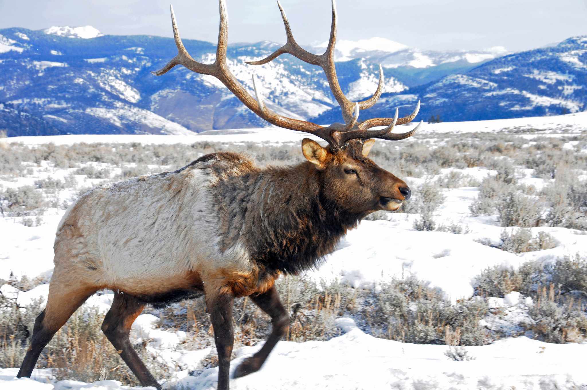 Deer in Yellowstone National Park in winter